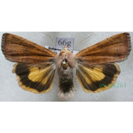 Noctua interjecta Hübner, 1803 Rolnica Czech66g